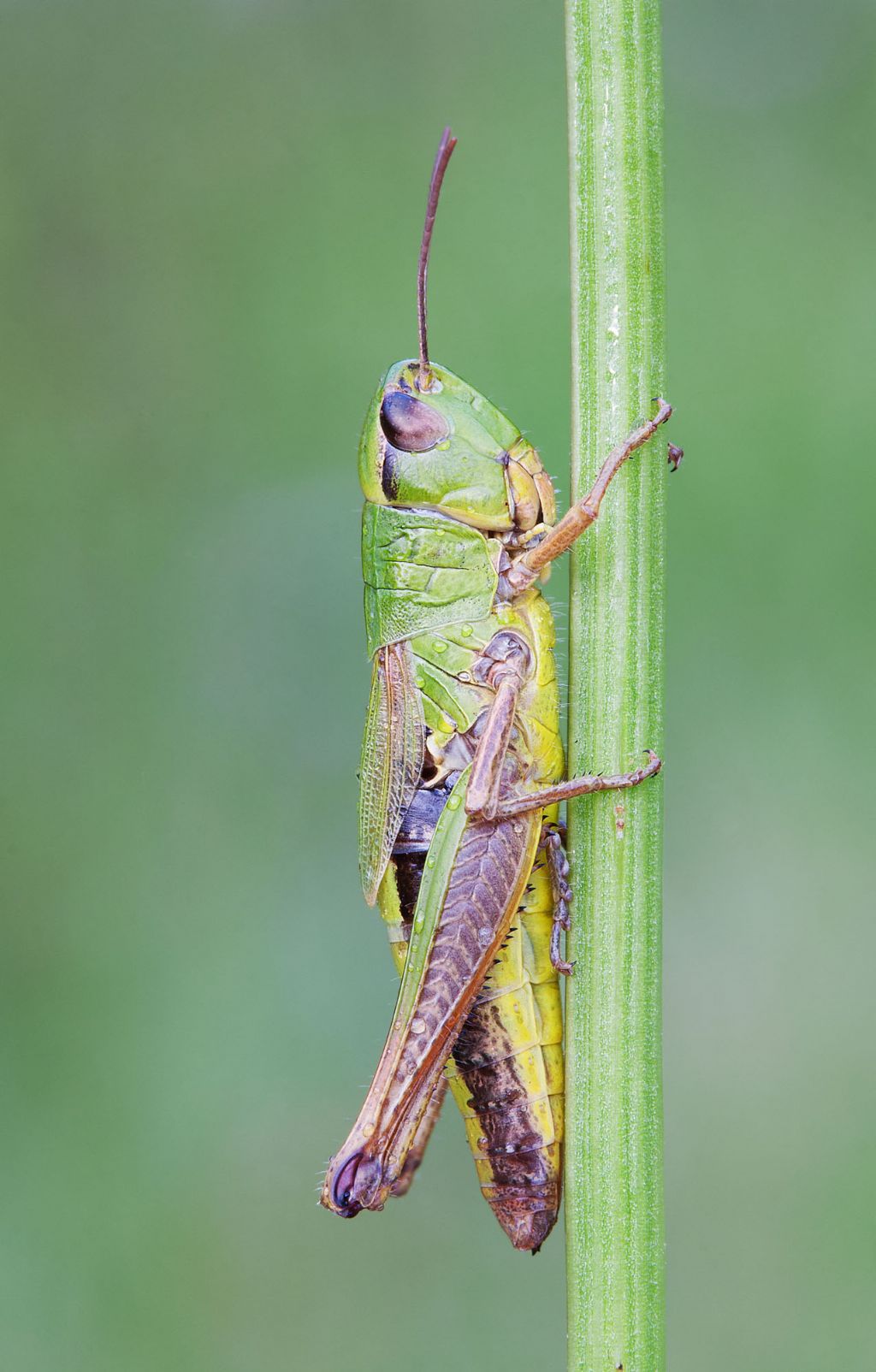 Chorthippus montanus?? No, Chorthippus parallelus